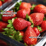 1 Dönüm Çilek Maliyeti