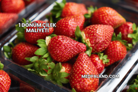 1 Dönüm Çilek Maliyeti