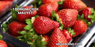 1 Dönüm Çilek Maliyeti