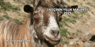 1 Keçinin Yıllık Maliyeti 2025