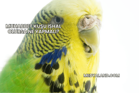 Muhabbet Kuşu İshal Olursa Ne Yapmalı?