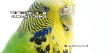 Muhabbet Kuşu İshal Olursa Ne Yapmalı?