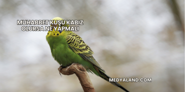 Muhabbet Kuşu Kabız Olursa Ne Yapmalı