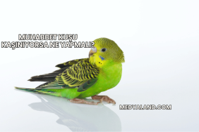 Muhabbet Kuşu Kaşınıyorsa Ne Yapmalı?