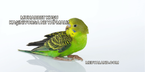 Muhabbet Kuşu Kaşınıyorsa Ne Yapmalı?