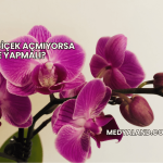 Orkide Çiçek Açmıyorsa Ne Yapmalı?