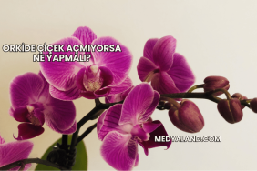Orkide Çiçek Açmıyorsa Ne Yapmalı?