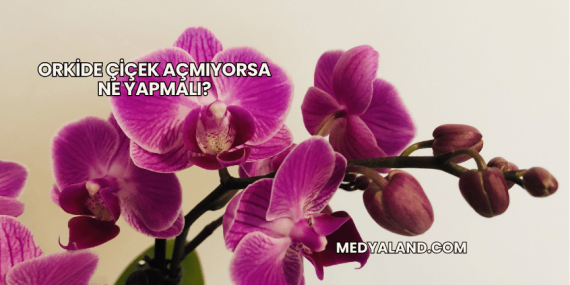 Orkide Çiçek Açmıyorsa Ne Yapmalı?