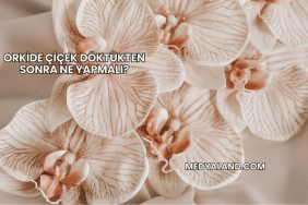 Orkide Çiçek Döktükten Sonra Ne Yapmalı?
