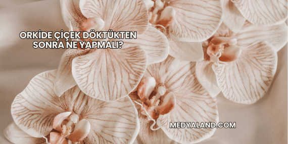 Orkide Çiçek Döktükten Sonra Ne Yapmalı?