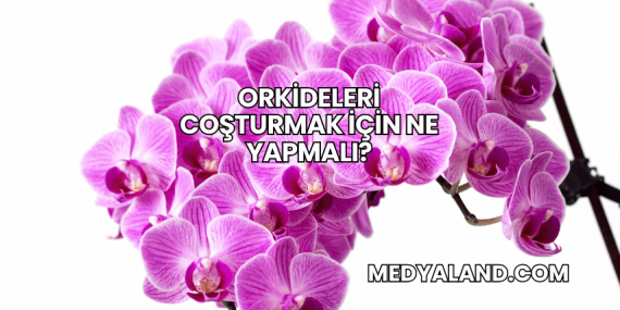 Orkideleri Coşturmak İçin Ne Yapmalı?