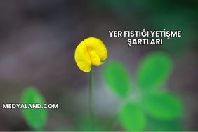 Yer Fıstığı Yetişme Şartları