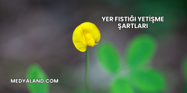 Yer Fıstığı Yetişme Şartları