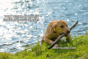 Yurt Dışından Köpek Getirme Şartları 2025