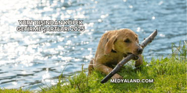 Yurt Dışından Köpek Getirme Şartları 2025