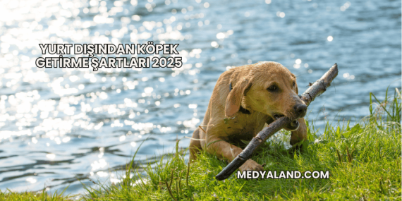 Yurt Dışından Köpek Getirme Şartları 2025