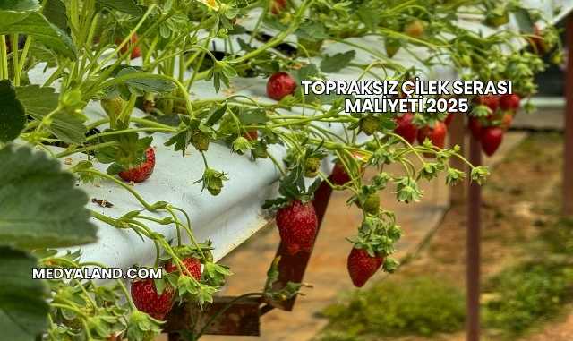 Topraksız Çilek Serası Maliyeti 2025