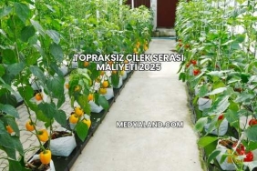 Topraksız Çilek Serası Maliyeti 2025