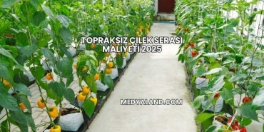 Topraksız Çilek Serası Maliyeti 2025