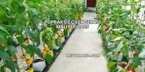Topraksız Çilek Serası Maliyeti 2025