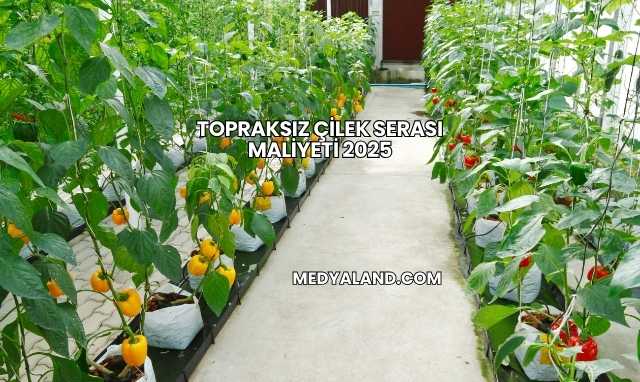 Topraksız Çilek Serası Maliyeti 2025