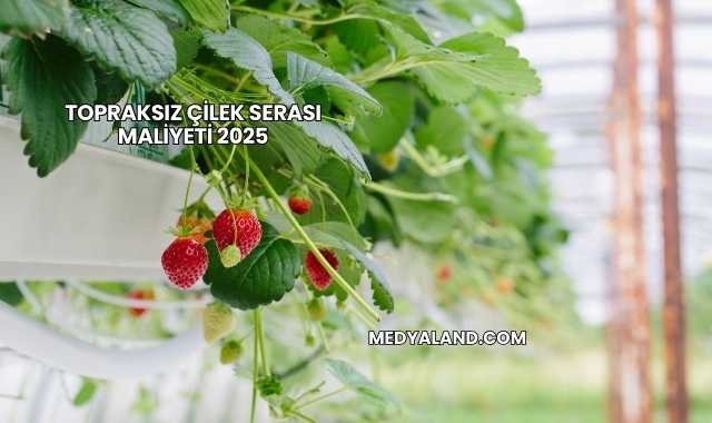 Topraksız Çilek Serası Maliyeti 2025