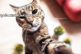 Uçağa Kedi Alma Şartları