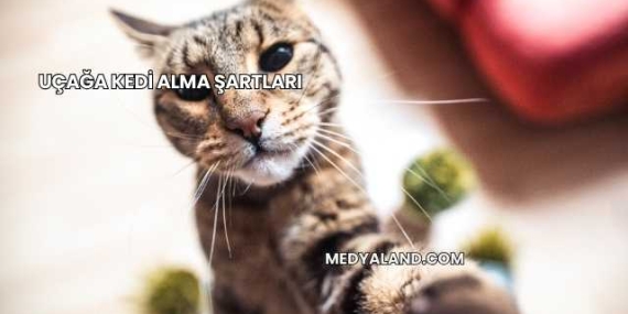 Uçağa Kedi Alma Şartları