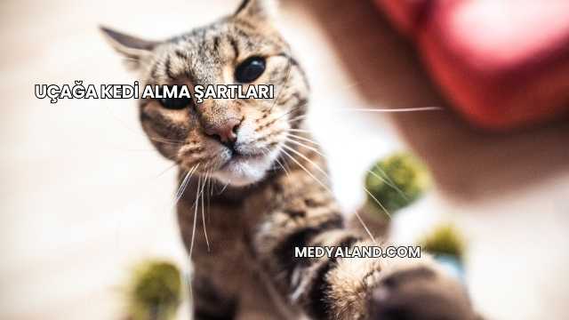 Uçağa Kedi Alma Şartları