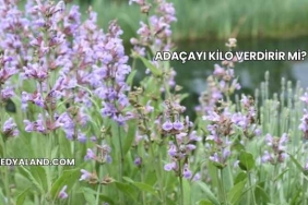 Adaçayı Kilo Verdirir mi?