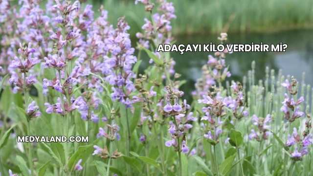 Adaçayı Kilo Verdirir mi?