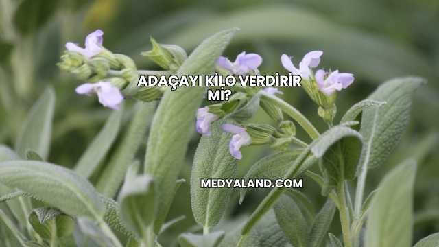 Adaçayı Kilo Verdirir mi?