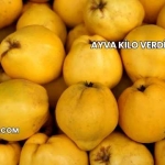 Ayva Kilo Verdirir mi?