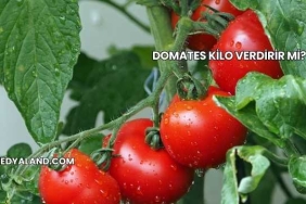 Domates Kilo Verdirir mi?