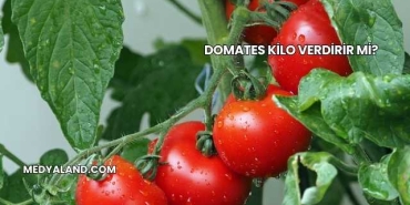 Domates Kilo Verdirir mi?