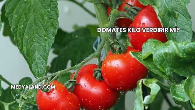 Domates Kilo Verdirir mi?