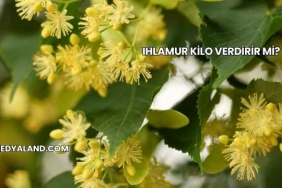 Ihlamur Kilo Verdirir mi?