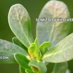 Semiz Otu Kilo Verdirir mi?