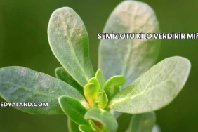 Semiz Otu Kilo Verdirir mi?