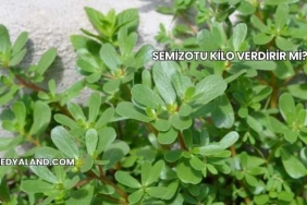 Semizotu Kilo Verdirir mi?