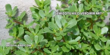 Semizotu Kilo Verdirir mi?