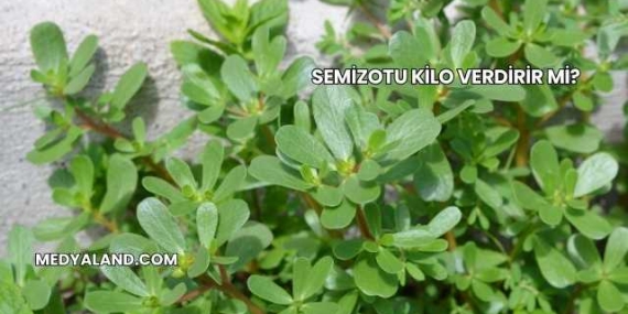 Semizotu Kilo Verdirir mi?