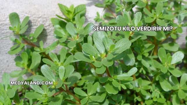 Semizotu Kilo Verdirir mi?