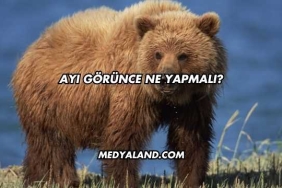 Ayı Görünce Ne Yapmalı?