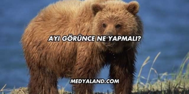 Ayı Görünce Ne Yapmalı?