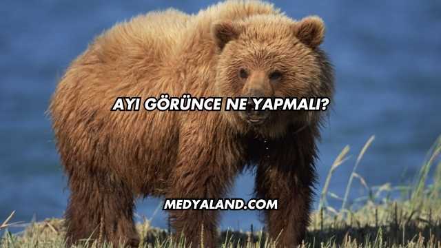 Ayı Görünce Ne Yapmalı?