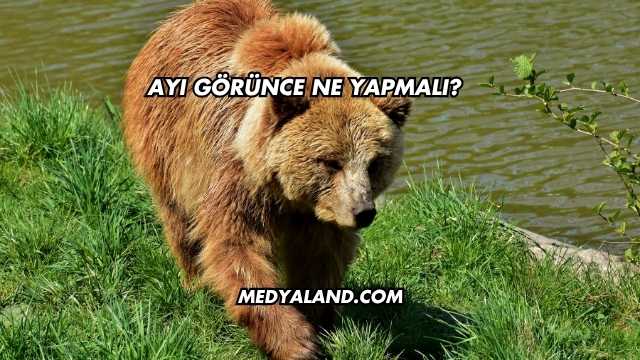 Ayı Görünce Ne Yapmalı?