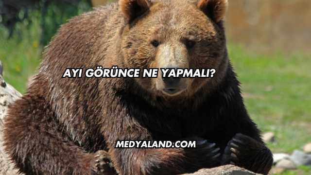 Ayı Görünce Ne Yapmalı?