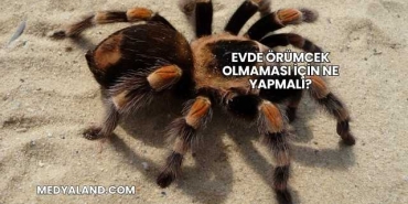 Evde Örümcek Olmaması İçin Ne Yapmalı?