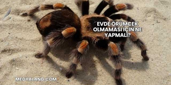 Evde Örümcek Olmaması İçin Ne Yapmalı?